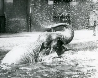 Indiarani baadt in haar zwembad, London Zoo, augustus 1923